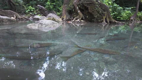 Forest Pool With Long Fish And Exposed Roots In Kanchanaburi Stockbeeldmateriaal 339078307
