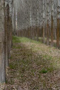 Forest Poplar Stock Photos