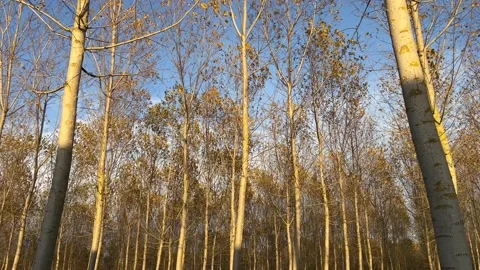 Forest of poplar trees Video stock 226617614