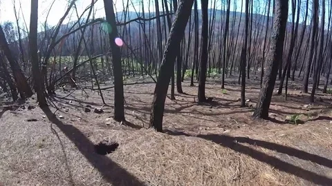 Forest in Portugal after fire in summer Stock Footage 80647834