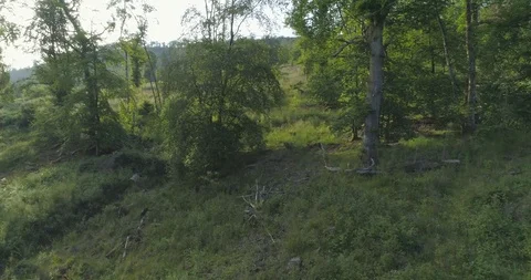 Forest POV shot pulling out past trees, grass and shrubbery with intermittent Stock-Footage 115501785