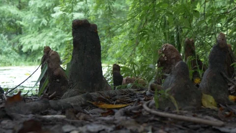 Forest primeval 30fps 4K Stock Footage 94742975