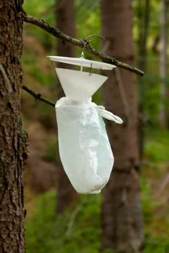 Forest protect against tree pests Stock Photos
