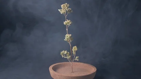 Forest protection concept, sapling immersed in smoke Stock Footage 127657743