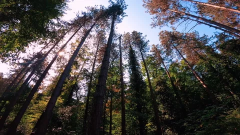 Forest in public park. Video stock 168449229