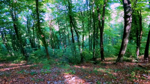 Forest in public park. Video stock 168579384