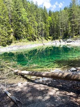 Forest Puddle in Dense Wilderness Nature Landscape 写真素材