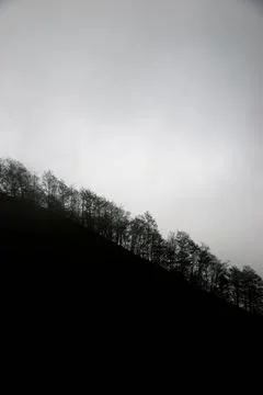Forest in Pyrenees 스톡 사진