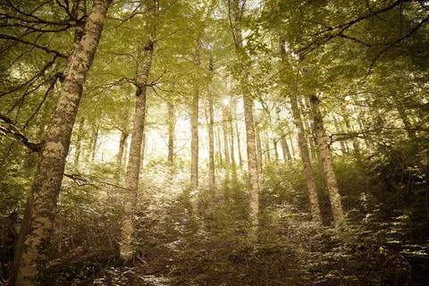 Forest in the Pyrenees Stock Photos