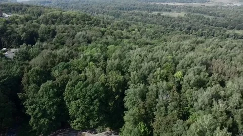Forest with a quadcopter Stock Footage 160907880