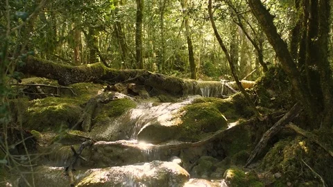 Forest with Quiet Fresh Water in Mountain 5	 Stock Footage 84851965