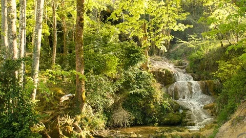 Forest with Quiet Fresh Water in Mountain 7	 Vidéo 84852224