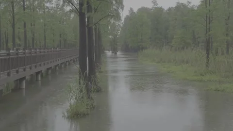 Forest in the Rain, 2 scenes, wooden walkway, wooden bridge, vlog Stock Footage 337500971