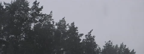 Forest Rain Anamorphic Stock Footage 139453317