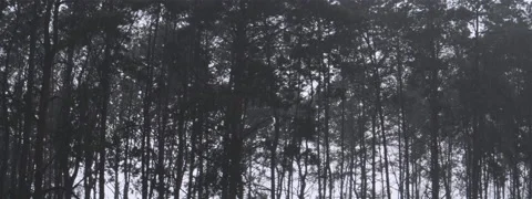 Forest Rain Anamorphic Stock Footage 139454618