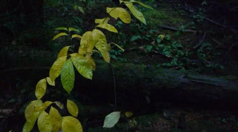 FOREST RAIN - Eco Series 库存影片 10561897