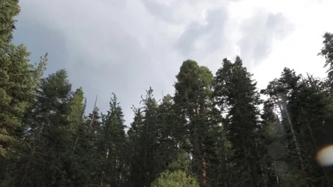 Forest in rain, fast camera move Stock Footage 78771222