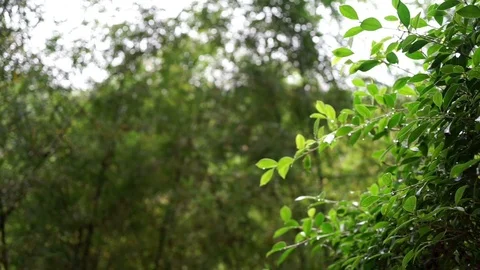 Forest of Rain focus on Foreground leaves Stock Footage 73826343