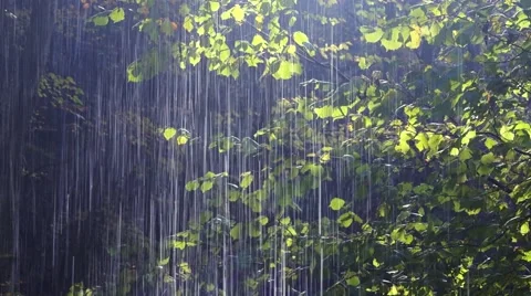 Forest rain Stock Footage 43704423