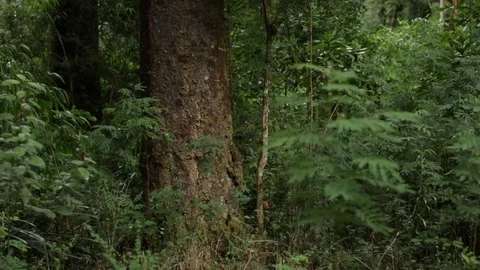 Forest rain Stock Footage 77050395