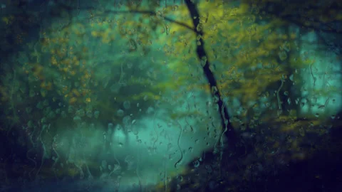 Forest in rain Stock Footage 145184955