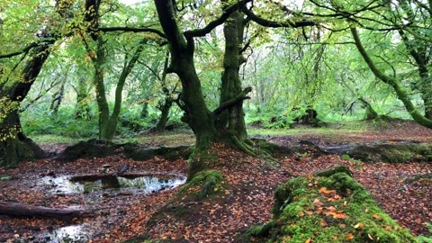 Forest Rain Stock Footage 152557554