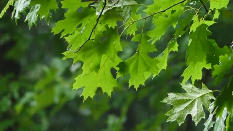 Forest in the rain. Stock Footage 156527985