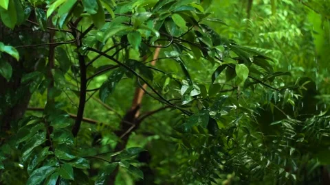 Forest Rain Stock Footage 159931913