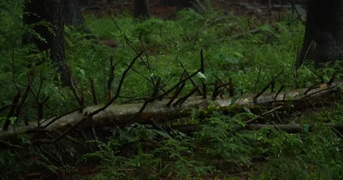 Forest in the rain Stock Footage 238881720