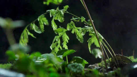 Forest rain mini macro 1 Stock Footage 91925054