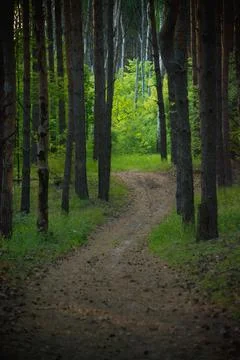 Forest rain 库存照片