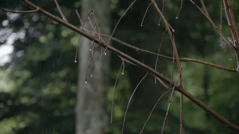 Forest rain pine slowmotion Vídeo Stock 77833196