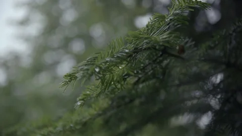 Forest rain pine slowmotion Vídeo Stock 77833230