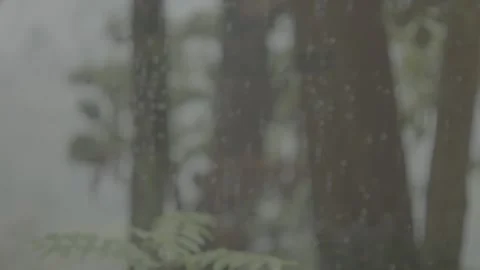 Forest in Rain through the window Video stock 344994935