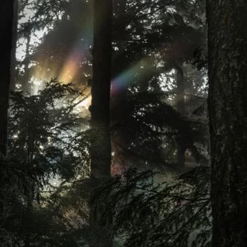 Forest Rainbow Stock Photos