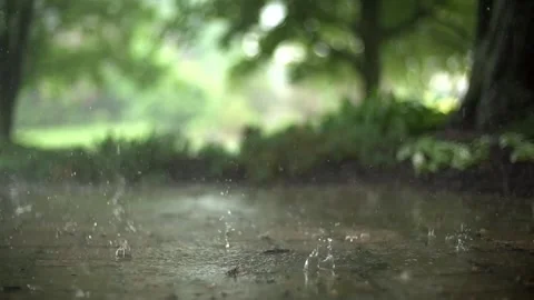 Forest raining drop nature Stock-Footage 273698699