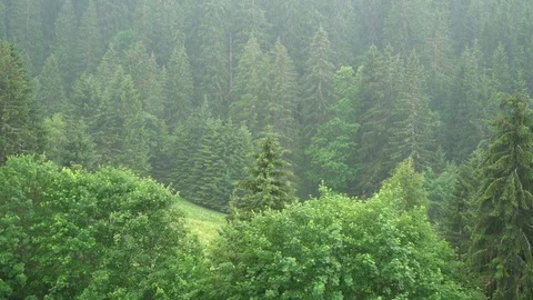 Forest raining weather with many trees Stock Footage 83007827