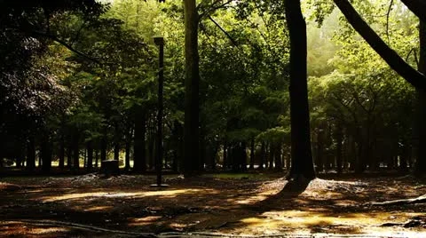 Forest on rainy day Stock Footage 12135151