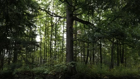 Forest on a rainy day, light rain late summer early Fall, trees silhouette Vídeo Stock 291904499