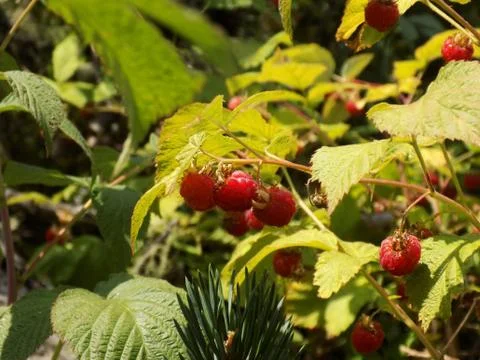 Forest raspberries Stock Photos