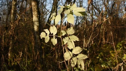 Forest raspberry leaves in the sunlight Stock Footage 118432742