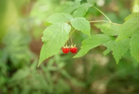 Forest raspberry summer background. Stock Photos