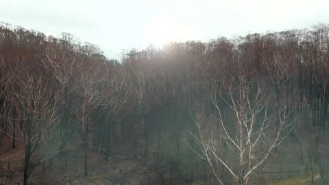Forest ravaged by fire Stock Footage 158622239