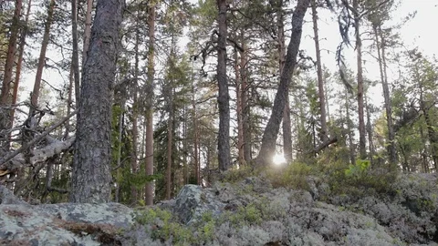 Forest ravine on the background of an old, pine forest through which the sun Stock Footage 122206359