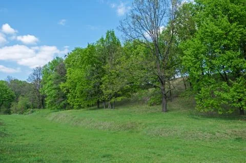 Forest ravine Stock Photos