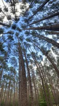 FOREST RAW PHOTO Stock Photos