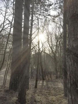 Forest with ray of light, The Netherlands 스톡 사진