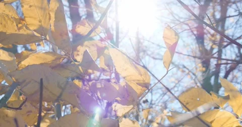 The forest, the rays of light Stock Footage 288590042
