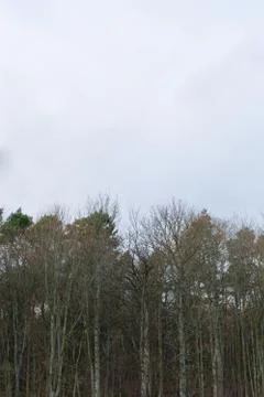 Forest reaching up to the sky. 스톡 사진