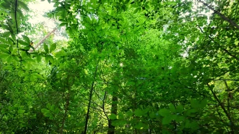 This forest is a real work of art. Every detail is a masterpiece. Simply Stock Footage 287359323